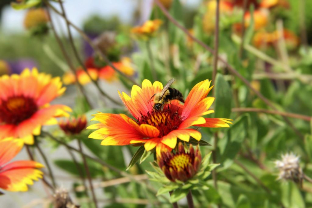 Bee on flower