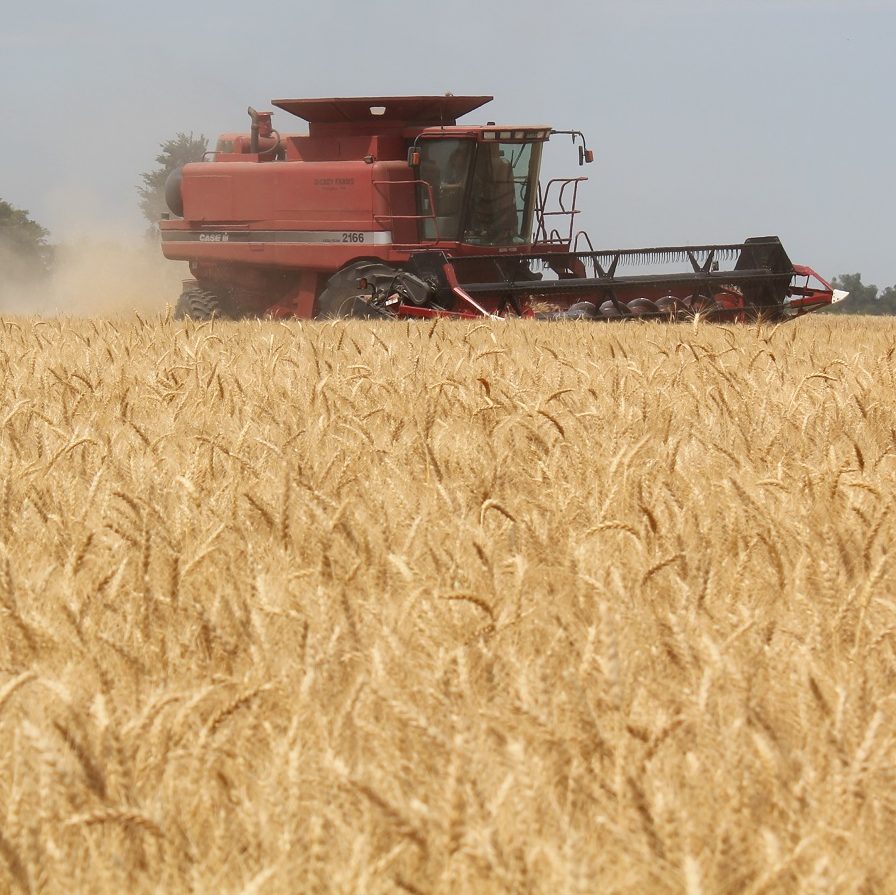 Grain Harvest 