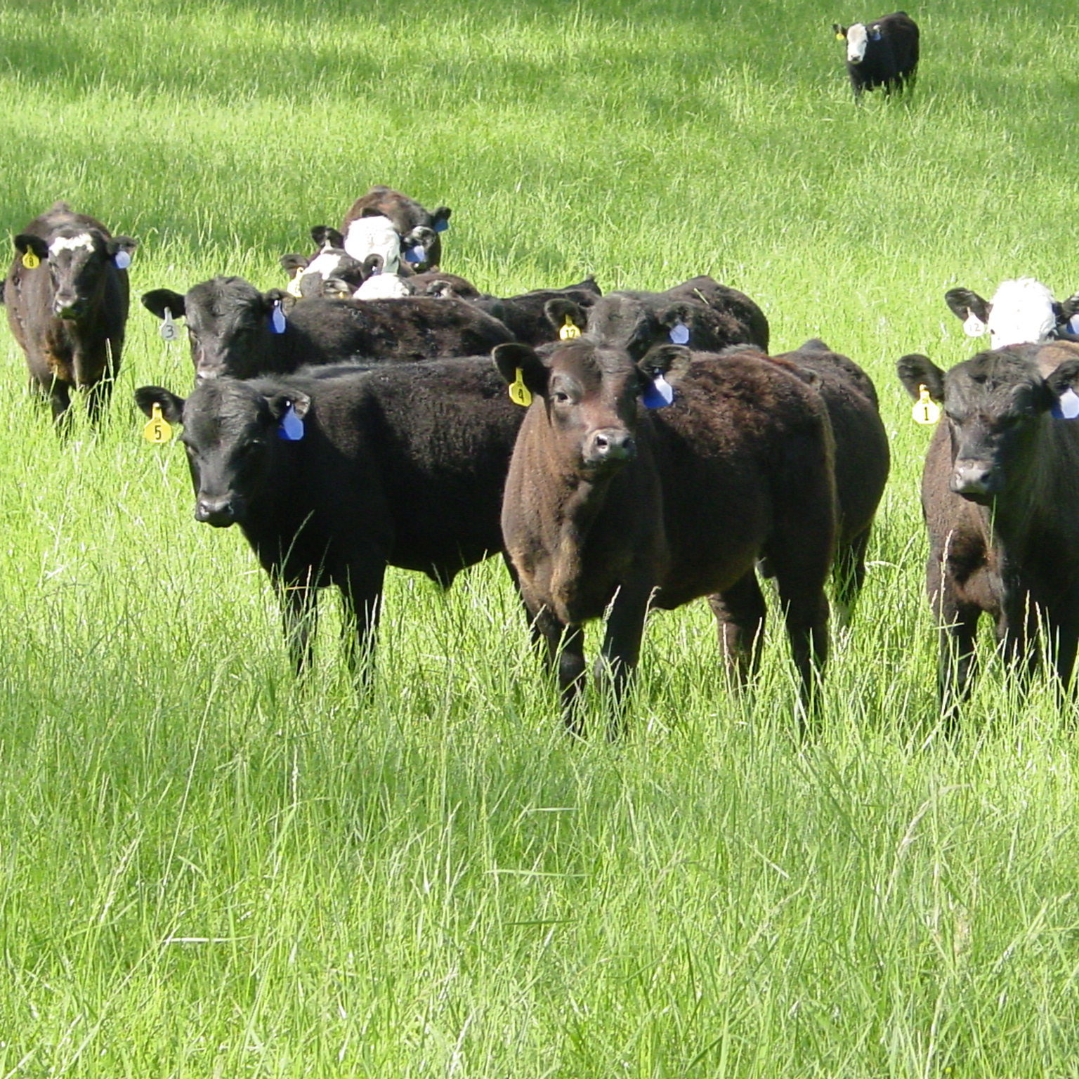 Steers in field 