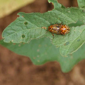 Bug on leaf 
