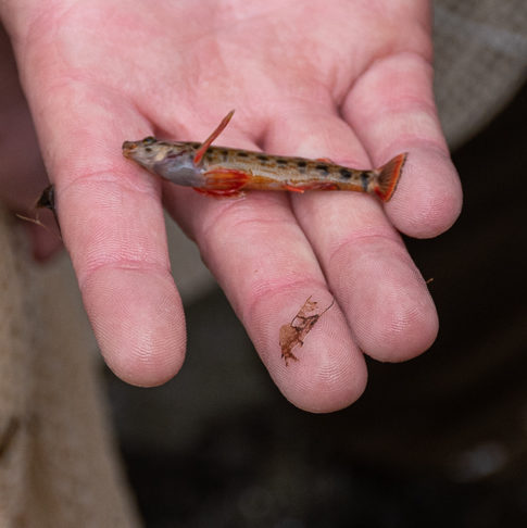 Hand holding small fish 