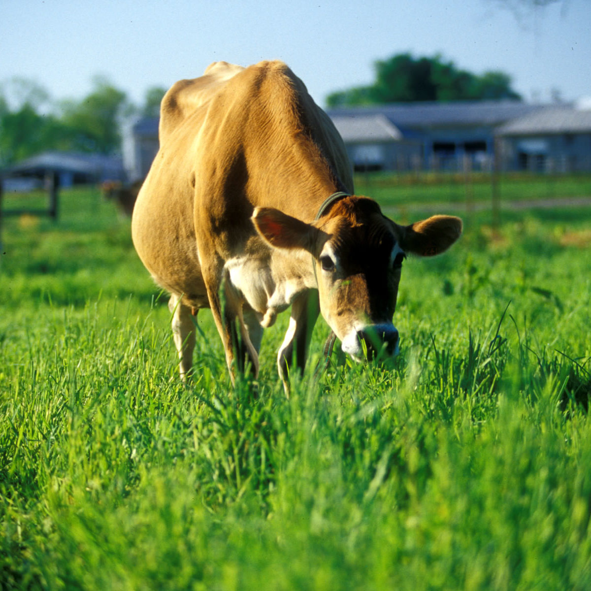 Dairy cow grazing 
