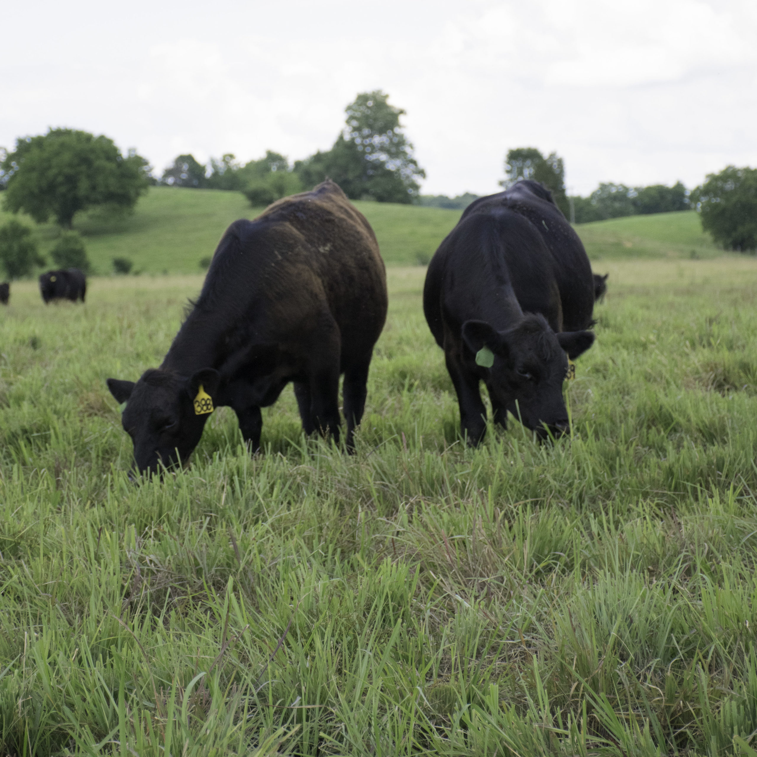 Cattle grazing in field 