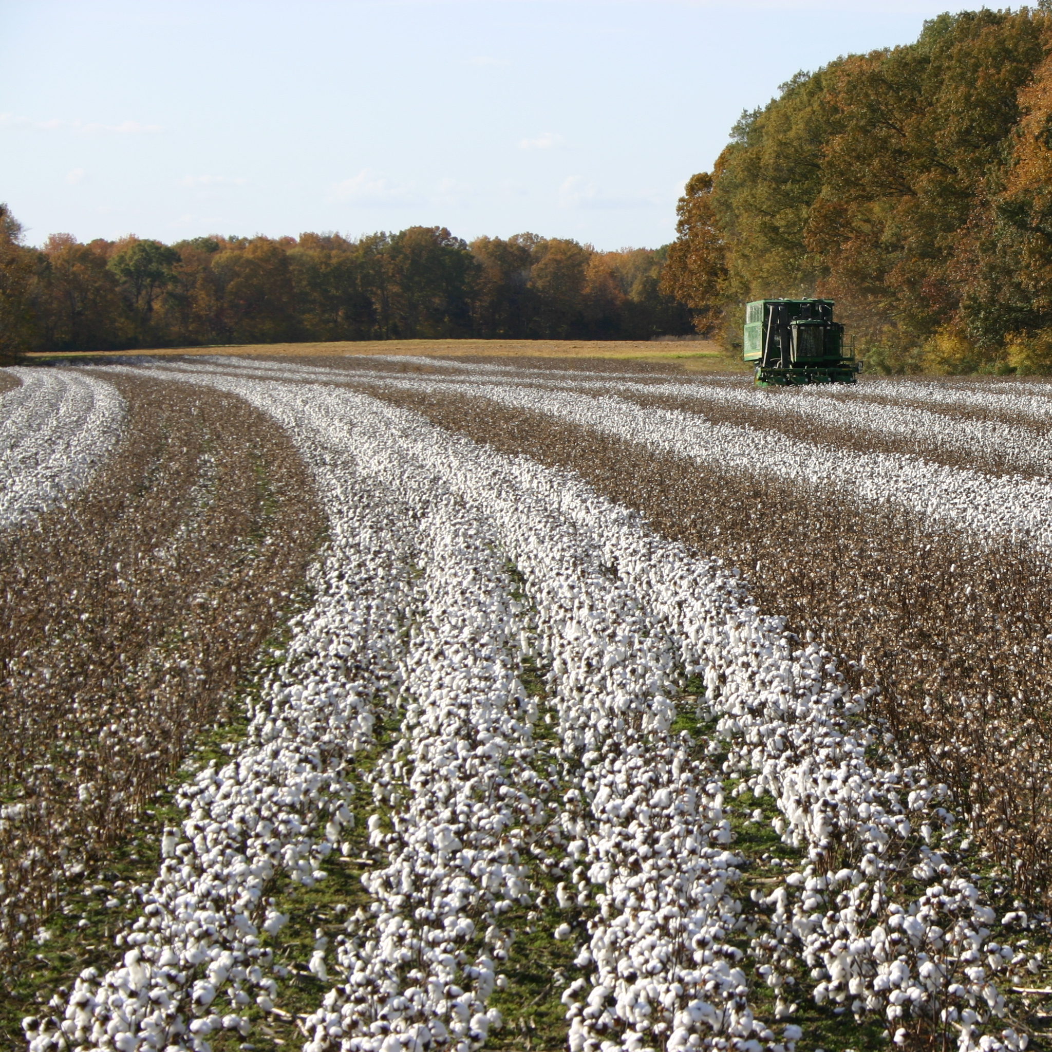Picking cotton 