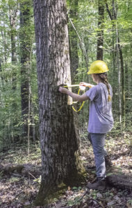 Forester taking measurements of trees