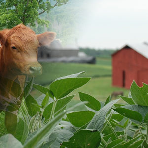 Soybeans, Cow and Barn 
