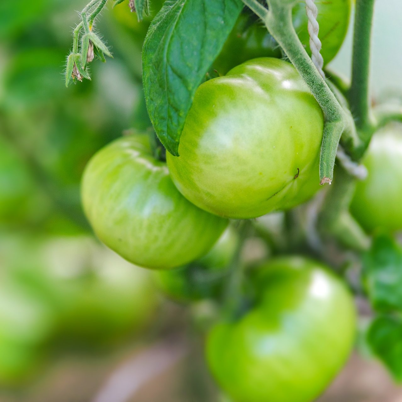 Green tomatoes 