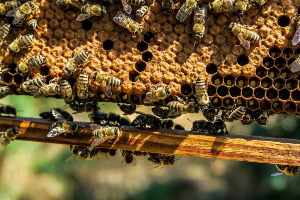 Bees on honeycomb