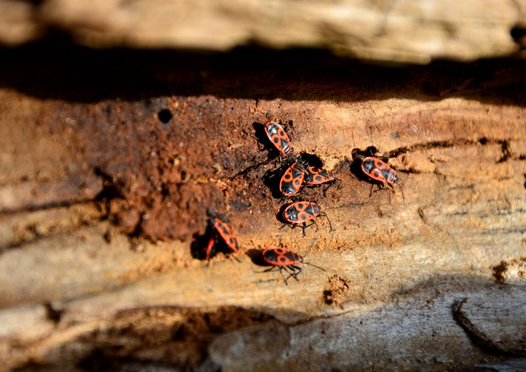 Firebugs on wood