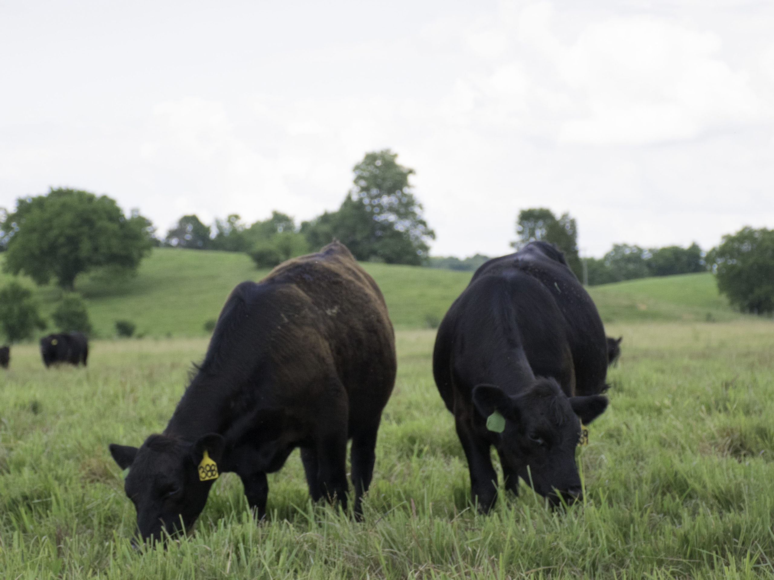 Cattle grazing in field